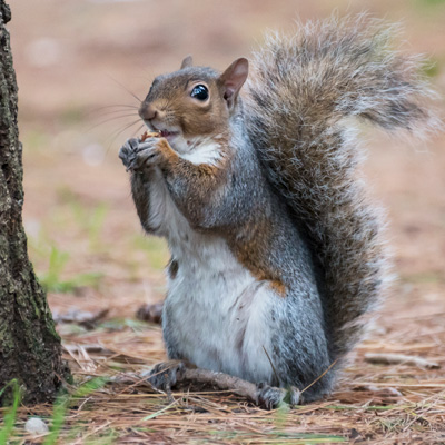 IllinoisWildlifeServicesInc-1003380064