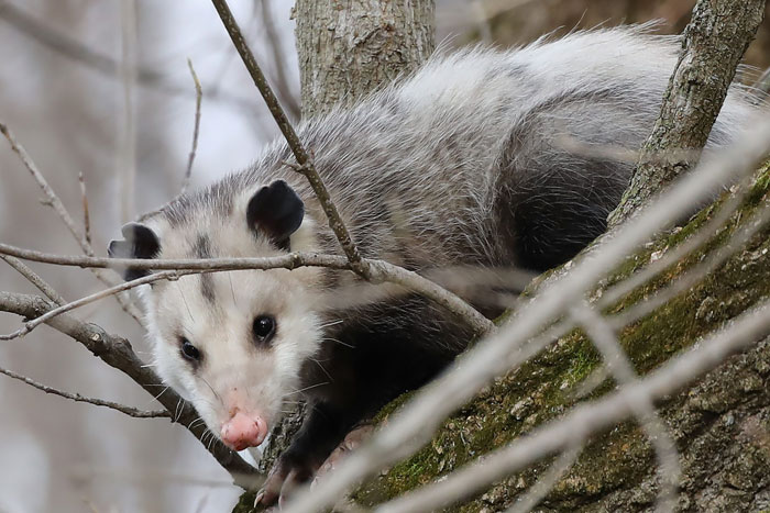 opossum removal,