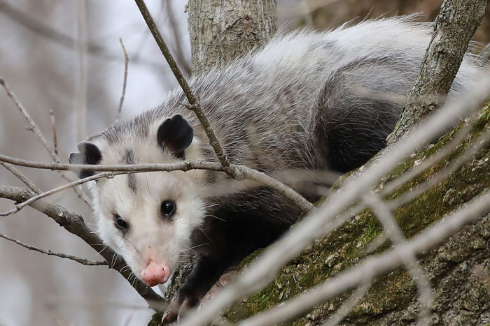 possum relaxing in a tree