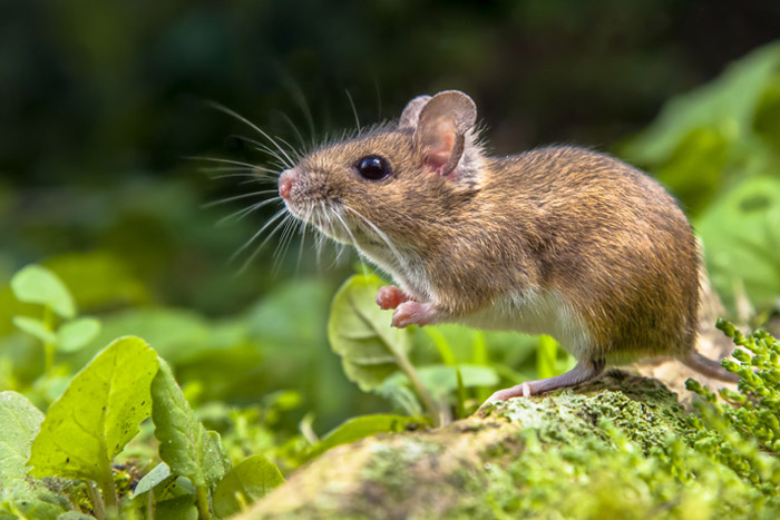 small mouse in the middle of the grass