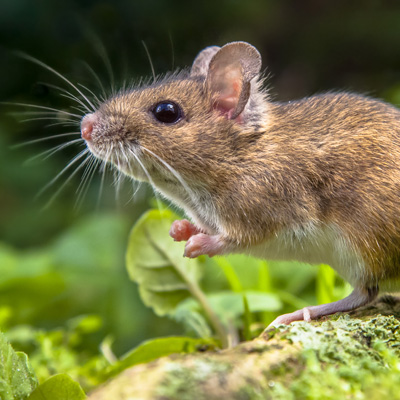 IllinoisWildlifeServicesInc-492696926