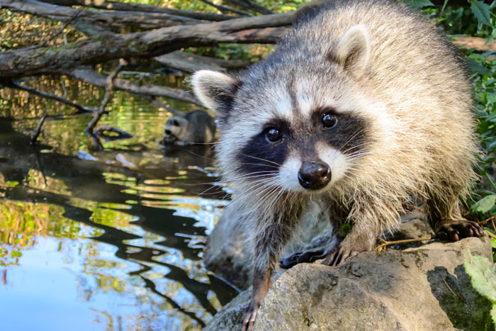 close up of raccoon playing in water