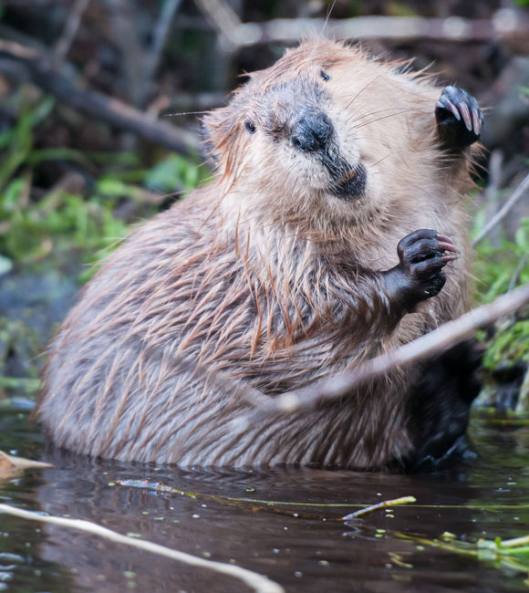 beaver in the water