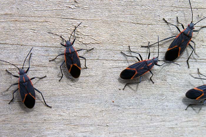 boxelder bugs on wooden deck