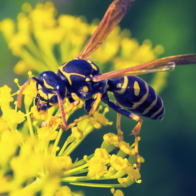 IllinoisWildlifeServicesInc-920600042