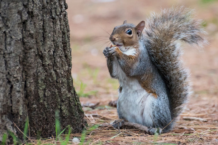 squirrel at the base of a tree eating a nut