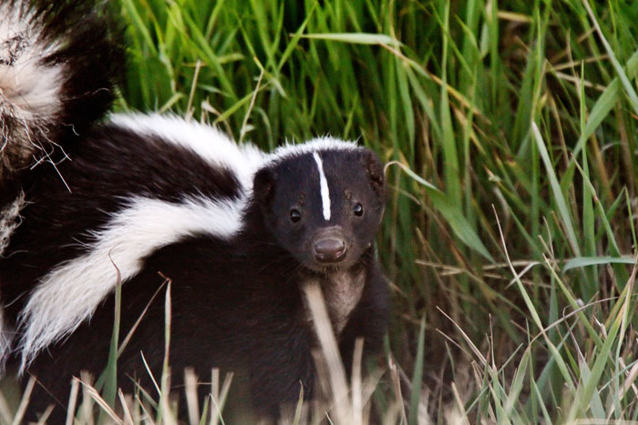 skunk in the forest