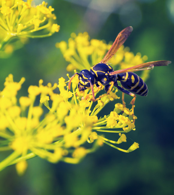 bee on a dandelion