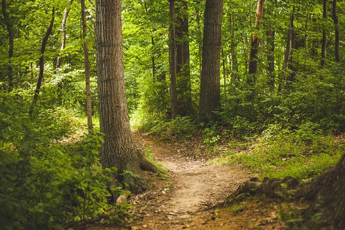 forest of trees and dirt path