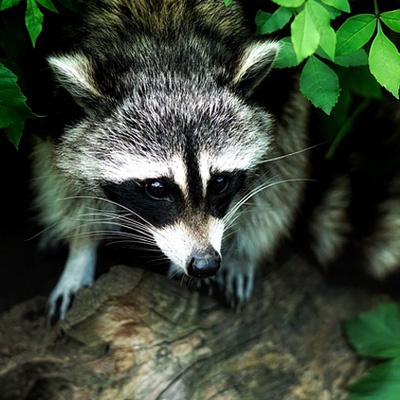 raccoon in the forest