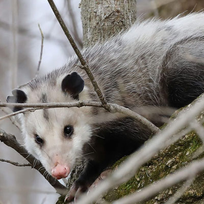 IllinoisWildlifeServicesInc-1062548758