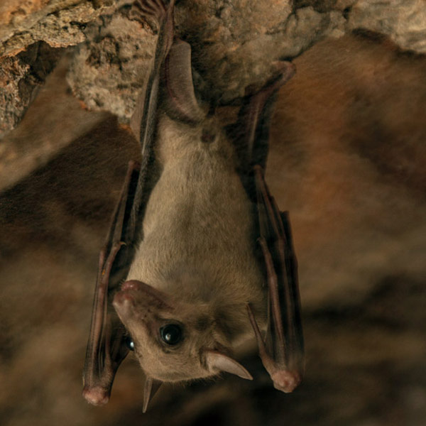 IllinoisWildlifeServicesInc-532700445