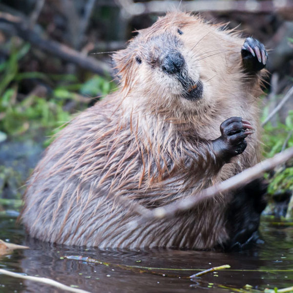 IllinoisWildlifeServicesInc-842493890