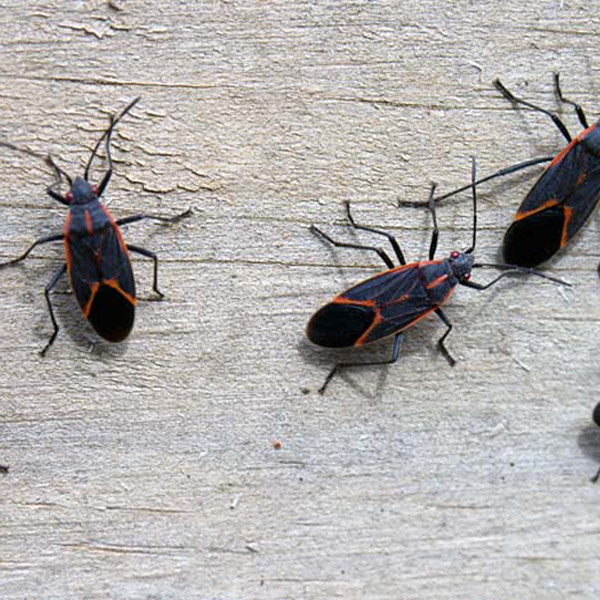 IllinoisWildlifeServicesInc-92021534