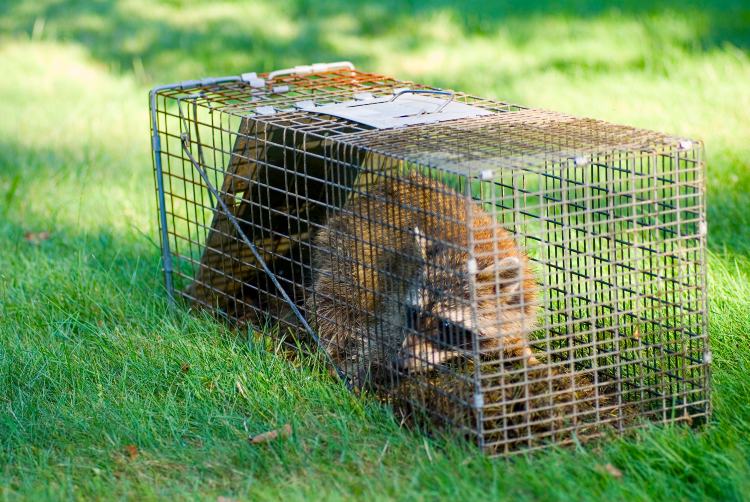 Professional animal prevention